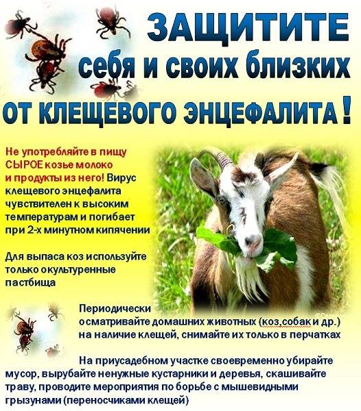 Клещевой энцефалит.